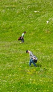 Ball search at Askernish