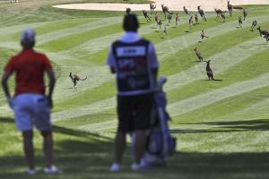 Kangaroos at Women's Open